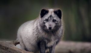 Preview wallpaper arctic fox, predator, wildlife, animal, gray