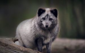 Preview wallpaper arctic fox, predator, wildlife, animal, gray