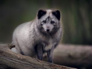 Preview wallpaper arctic fox, predator, wildlife, animal, gray