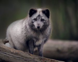 Preview wallpaper arctic fox, predator, wildlife, animal, gray