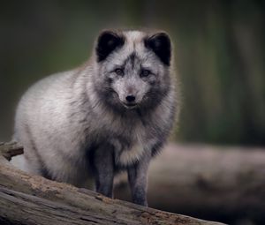 Preview wallpaper arctic fox, predator, wildlife, animal, gray