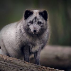 Preview wallpaper arctic fox, predator, wildlife, animal, gray