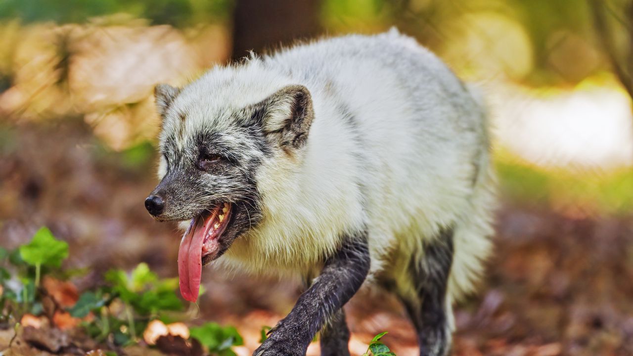 Wallpaper arctic fox, protruding tongue, animal, wild