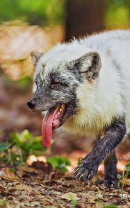 Preview wallpaper arctic fox, protruding tongue, animal, wild