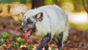 Preview wallpaper arctic fox, protruding tongue, animal, wild