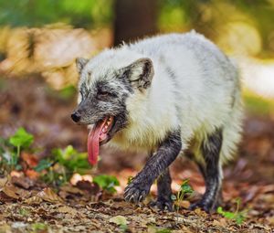 Preview wallpaper arctic fox, protruding tongue, animal, wild