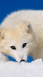 Preview wallpaper arctic fox, snow, hunting, muzzle