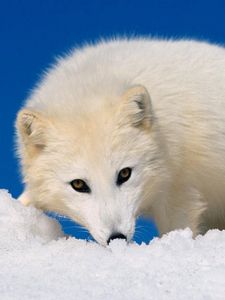 Preview wallpaper arctic fox, snow, hunting, muzzle