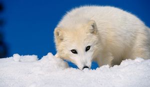 Preview wallpaper arctic fox, snow, hunting, muzzle