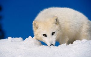 Preview wallpaper arctic fox, snow, hunting, muzzle