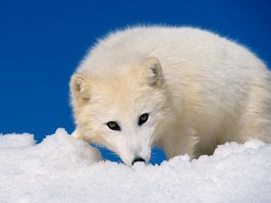 Preview wallpaper arctic fox, snow, hunting, muzzle