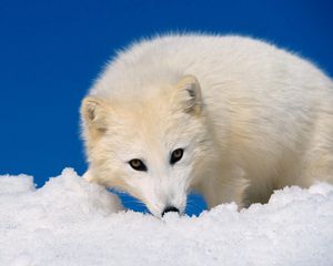 Preview wallpaper arctic fox, snow, hunting, muzzle