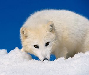 Preview wallpaper arctic fox, snow, hunting, muzzle