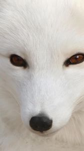 Preview wallpaper arctic fox, white, eyes, face