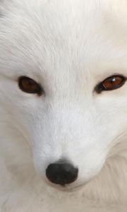 Preview wallpaper arctic fox, white, eyes, face