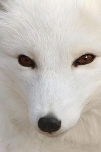 Preview wallpaper arctic fox, white, eyes, face