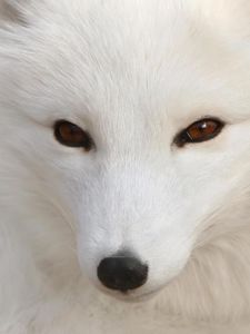 Preview wallpaper arctic fox, white, eyes, face