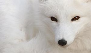 Preview wallpaper arctic fox, white, eyes, face