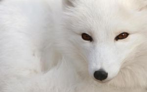 Preview wallpaper arctic fox, white, eyes, face