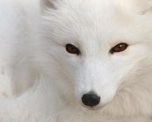 Preview wallpaper arctic fox, white, eyes, face