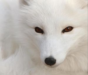 Preview wallpaper arctic fox, white, eyes, face