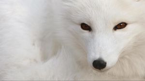 Preview wallpaper arctic fox, white, eyes, face