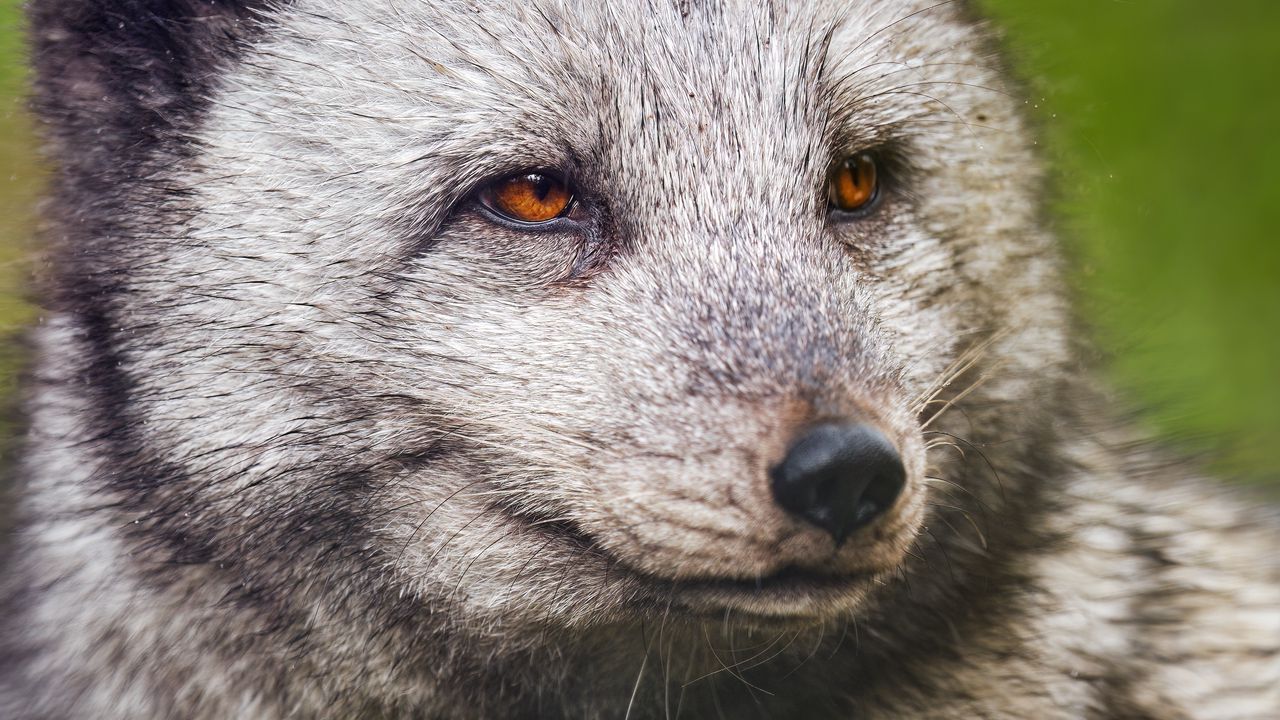 Wallpaper arctic fox, wild, animal, wildlife, wild animal