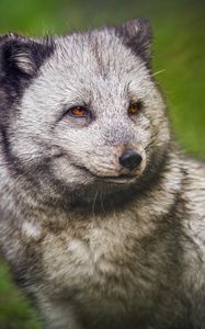 Preview wallpaper arctic fox, wild, animal, wildlife, wild animal