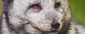 Preview wallpaper arctic fox, wild, animal, wildlife, wild animal