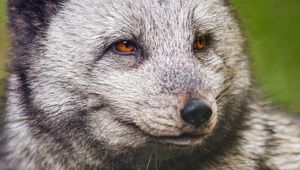 Preview wallpaper arctic fox, wild, animal, wildlife, wild animal