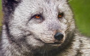 Preview wallpaper arctic fox, wild, animal, wildlife, wild animal
