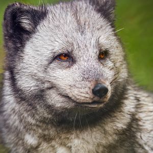 Preview wallpaper arctic fox, wild, animal, wildlife, wild animal
