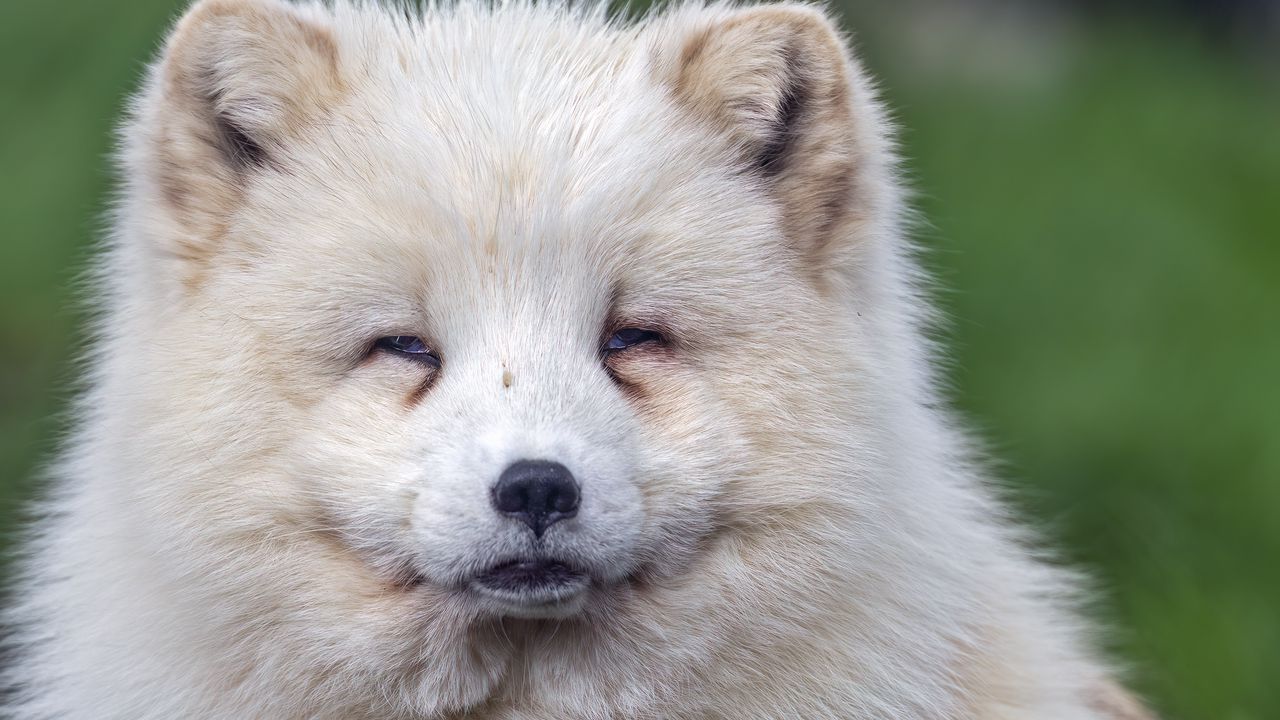 Wallpaper arctic fox, wild, animal, wildlife