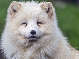 Preview wallpaper arctic fox, wild, animal, wildlife