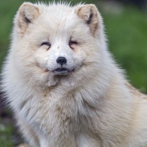 Preview wallpaper arctic fox, wild, animal, wildlife