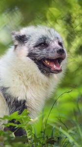 Preview wallpaper arctic fox, wild animal, animal, grass, blur