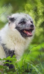 Preview wallpaper arctic fox, wild animal, animal, grass, blur