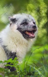 Preview wallpaper arctic fox, wild animal, animal, grass, blur