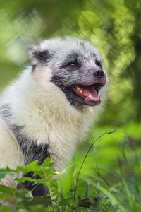 Preview wallpaper arctic fox, wild animal, animal, grass, blur