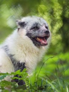 Preview wallpaper arctic fox, wild animal, animal, grass, blur