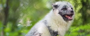 Preview wallpaper arctic fox, wild animal, animal, grass, blur