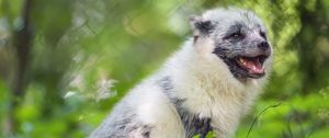 Preview wallpaper arctic fox, wild animal, animal, grass, blur