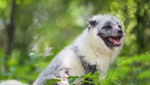 Preview wallpaper arctic fox, wild animal, animal, grass, blur