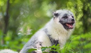 Preview wallpaper arctic fox, wild animal, animal, grass, blur