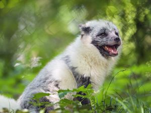 Preview wallpaper arctic fox, wild animal, animal, grass, blur