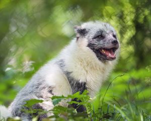 Preview wallpaper arctic fox, wild animal, animal, grass, blur