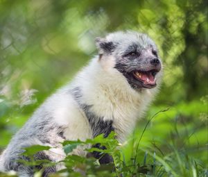 Preview wallpaper arctic fox, wild animal, animal, grass, blur