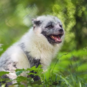 Preview wallpaper arctic fox, wild animal, animal, grass, blur