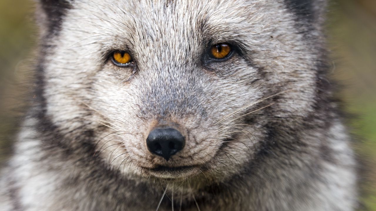 Wallpaper arctic fox, wild animal, wildlife, animal