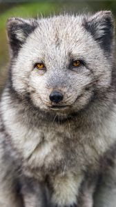 Preview wallpaper arctic fox, wild animal, wildlife, animal